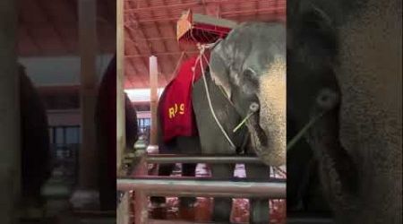 Gentle souls, mighty presence. #gentlegiant #pattaya #nongnoochgarden #elephant #stopridingelephant