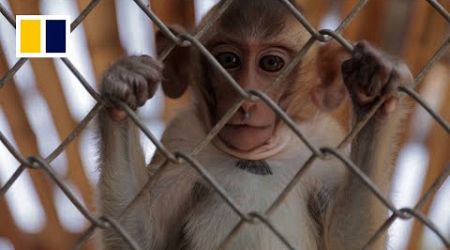 Monkeys caged for first time in Thai buffet festival