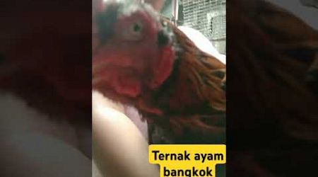 Ayam bangkok klasik #music #storytime #ayambanhkok