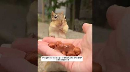 girl rescued and adopted Chipmunk