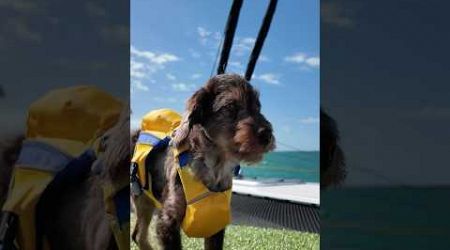 Where do our dogs do their business on the boat? #dogs #gooddog #welovedogs