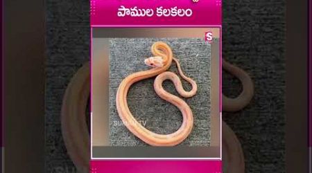 శంషాబాద్ AIRPORTలో కలకలం..#Bangkok #Snakes #Hyuderabad #ShamshabadAirport #ShortsTelugu