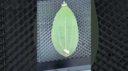 #leaf #engravingequipment #leafart #entertainment #stall #art #diy #amazing #ideas