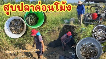 จับปลาค่อนท่อกลางทุ่ง ►Fishing lifestyle Ep.782