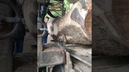 Proses kedua Trembesi Madopang #wood #india #brazil #thailand