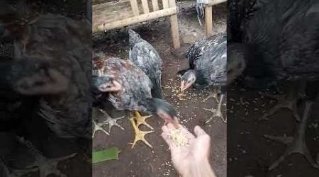 kandang ternak ayam bangkok pemulakandang ternak ayam bangkok lahan sempit#pengikut #viralvideo