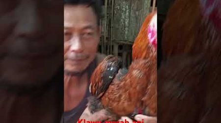 Ternak ayam bangkok kintap