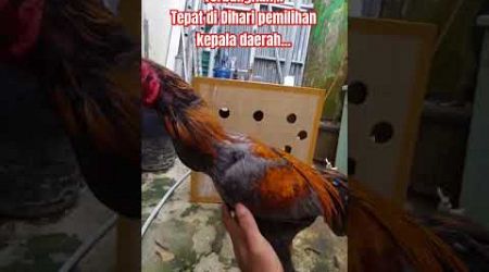 Pilkada Tetap berangkat....!!! #ayam #pilkada2024 #bengkulu #yogjakarta #bangkok #aku