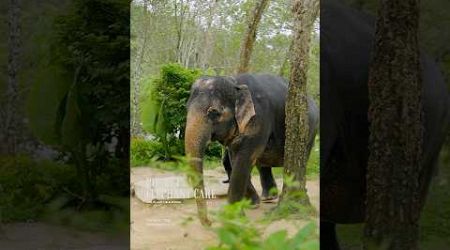 Phuket elephant care (Naithon Camp) #phuketelephantcare #elephant #phuketthailand #ช้างภูเก็ต