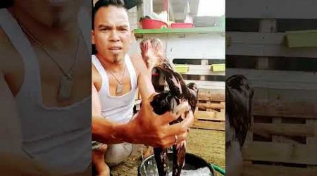 Lagi mandi pagi anakan ayam Bangkok shamo eropa asli saya supaya segar dan sehat kesehatanya bosku 