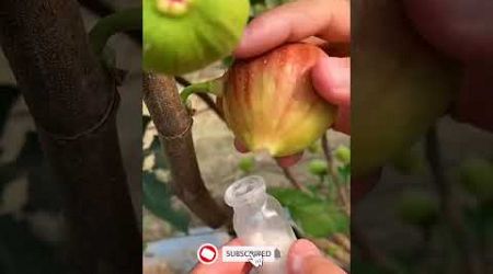 How to harvest figs liquids for medical use video #satisfying #shots #agriculture #short