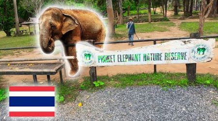 Visiting an Ethical Elephant Sanctuary in Phuket