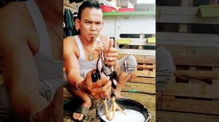 Lagi mandi pagi anakan ayam Bangkok shamo eropa asli saya supaya segar dan sehat kesehatanya bosku 