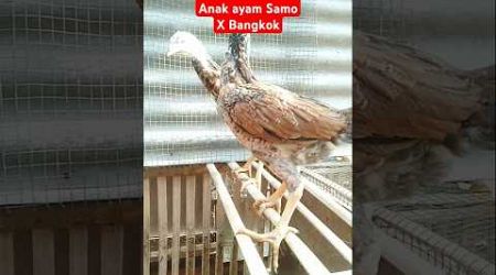 Anak Ayam Bangkok x Samo #ayam #lucu #youtubeshorts #trending #subscribe