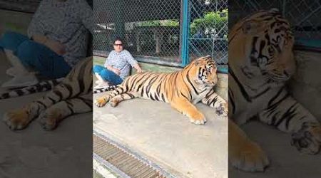 #bangkok phuket tiger kingdom #tiger photo and video #travel diary