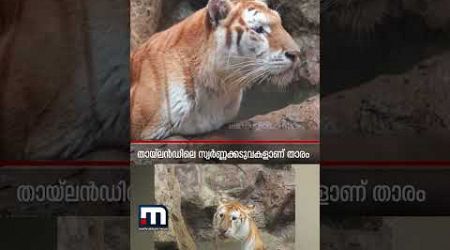 ഉലക അഴകിമാർ ഫ്രം ടൈഗർ യൂണിവേഴ്‌സ്! | Viral Tigress | Thailand | Ava | Luna