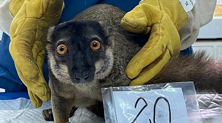 Thailand to return nearly 1,000 trafficked lemurs, tortoises to Madagascar