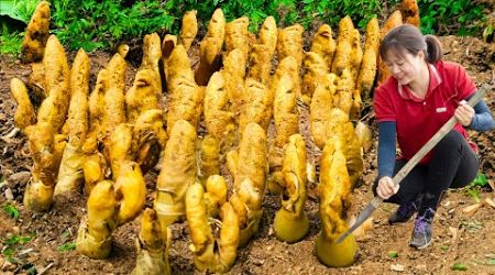 INTERNATIONAL BREAKING 24h!Harvesting Earth Ginseng Tuber to cook for the king - Harvest and Cooking