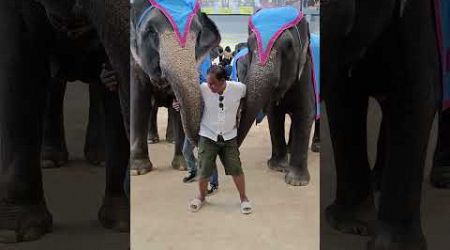 ELEPHANT SHOW AT BANGKOK