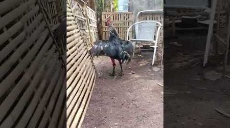 kandang ternak ayam bangkok pemulaternak ayam bangkok semi umbaran#pengikut #viralvideo