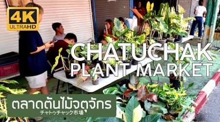 ตลาดต้นไม้จตุจักร 28 พฤศจิกายน 2567 Chatuchak Plant Market November 28th, 2024 チャトゥチャック市場 バンコク タイ