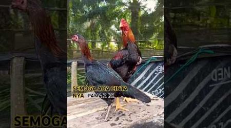 proses perjodohan ayam bangkok klasik x pama