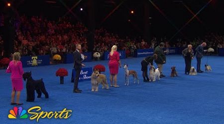 National Dog Show 2024: Best in Show (Full Judging) | NBC Sports