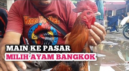 Ayam bangkok pasar dan harganya - kandang biru ABG