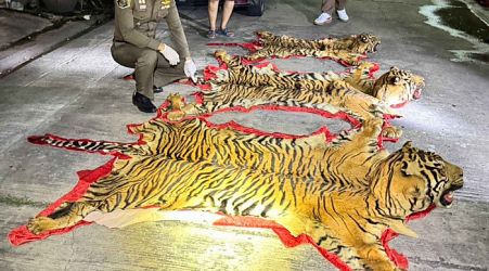 Man caught with Sumatran tiger carcasses outside Bangkok