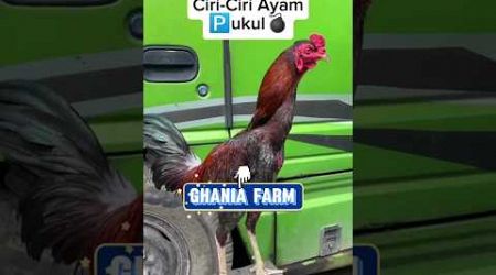 Ciri ciri ayam pukul ❗ayam bangkok super #ayambangkok #ayambangkokindinesia #viraltiktok #shortvideo