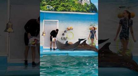 Dolphins Painting a Picture in Phuket Thailand! #shorts #dolphins #painting #phuket #ytshorts