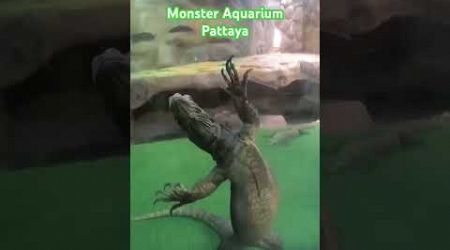 Monster Aquarium Pattaya #zoo #เที่ยว #travel #vlog #pattaya