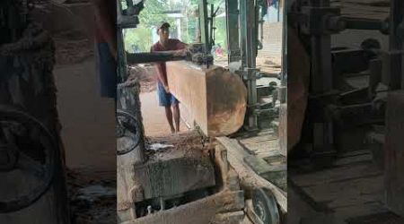 Mindi Wood Sawmill 3#india #brazil #thailand