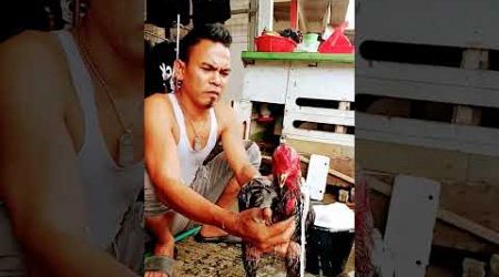 Lagi mandi siang ayam Bangkok shamo eropa asli kesayangan saya supaya segar dan sehat kesehatanya 