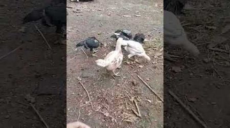 ternak ayam bangkok semi umbarankandang ternak ayam bangkok pemula#vidioviral #sorotan