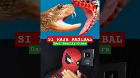 SI RAJA ULAR KANIBAL #physics #science #education #snake @zackdfilms