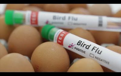 Bird flu: CA health officials say risk to public remains low, but best to exercise caution