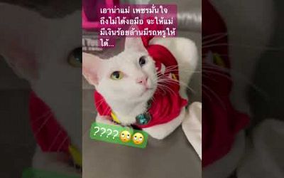 #เพชรจอมซน #แมวน่ารัก #แมวซน #Love cat #Thailand, cat #Shorts