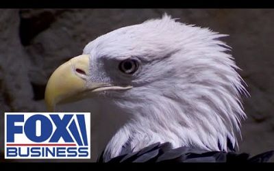 FREEDOM FLIES: Bald eagle will soon land as official national bird