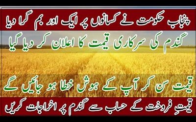 Wheat release price 2024 announced by the government of Punjab| wheat per mound support price 2024