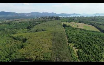 98 Rai Rubber Plantation with Sea View Land for Sale in Lo Yung, Phangnga