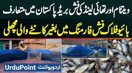 Vietnam And Thailand&#39;s Fish Breeds Introduced in Pakistan - Boneless Fish with Biofloc Fish Farming