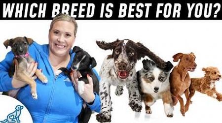 Top 10 Most Popular Dog Breeds (I Was Surprised!)