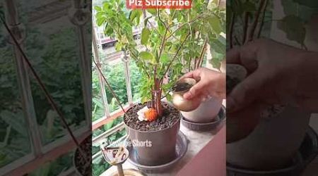 Tulsi Maata Puja #tulsi #medicine #mata #natural #plants #garden #trending #viral #reels #shorts #ma