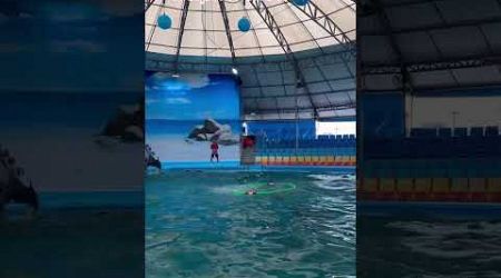 Dolphin show phuket Thailand’s dolphin show #shorts#viral#travelshorts#trendingshorts#humandolphin