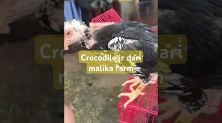 Ayam bangkok ekor lidi umur 2 bulan crocodile jr dari malika farm