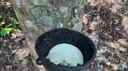 10 Rai - Phang Nga - Clearing the Rubber Trees - Nov 2024