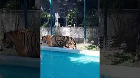 Tiger Park | Pattaya | Thailand 