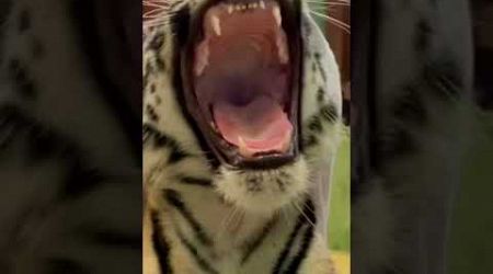 Tiger roar #tiger #wildlife #travel #roar #thailand #phuket #animals #cat #viralvideo #cat #catlover