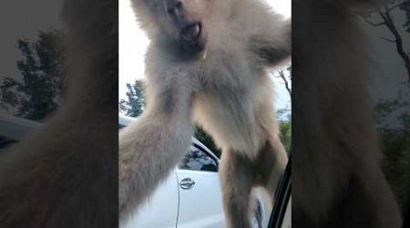 Monkey attacks our car in Phuket Thailand #phuket #thailand #monkey